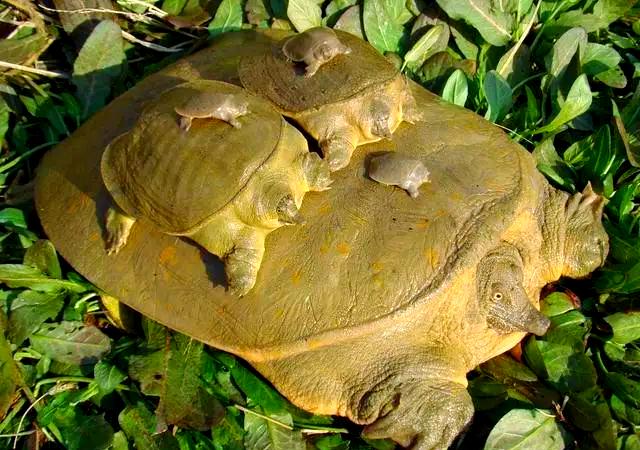 爱游戏登录入口-香港王八终结连败，重新崛起